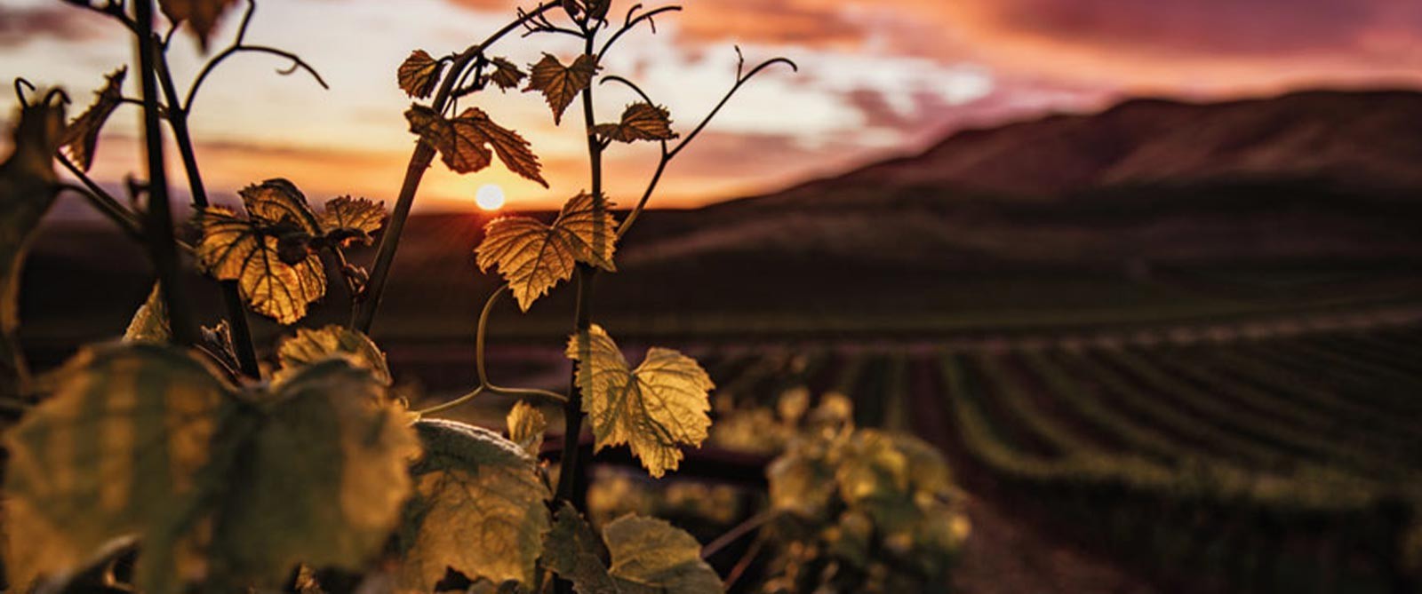 Un muscat provocador, Château de La Peyrade Le Nez dans le Verre