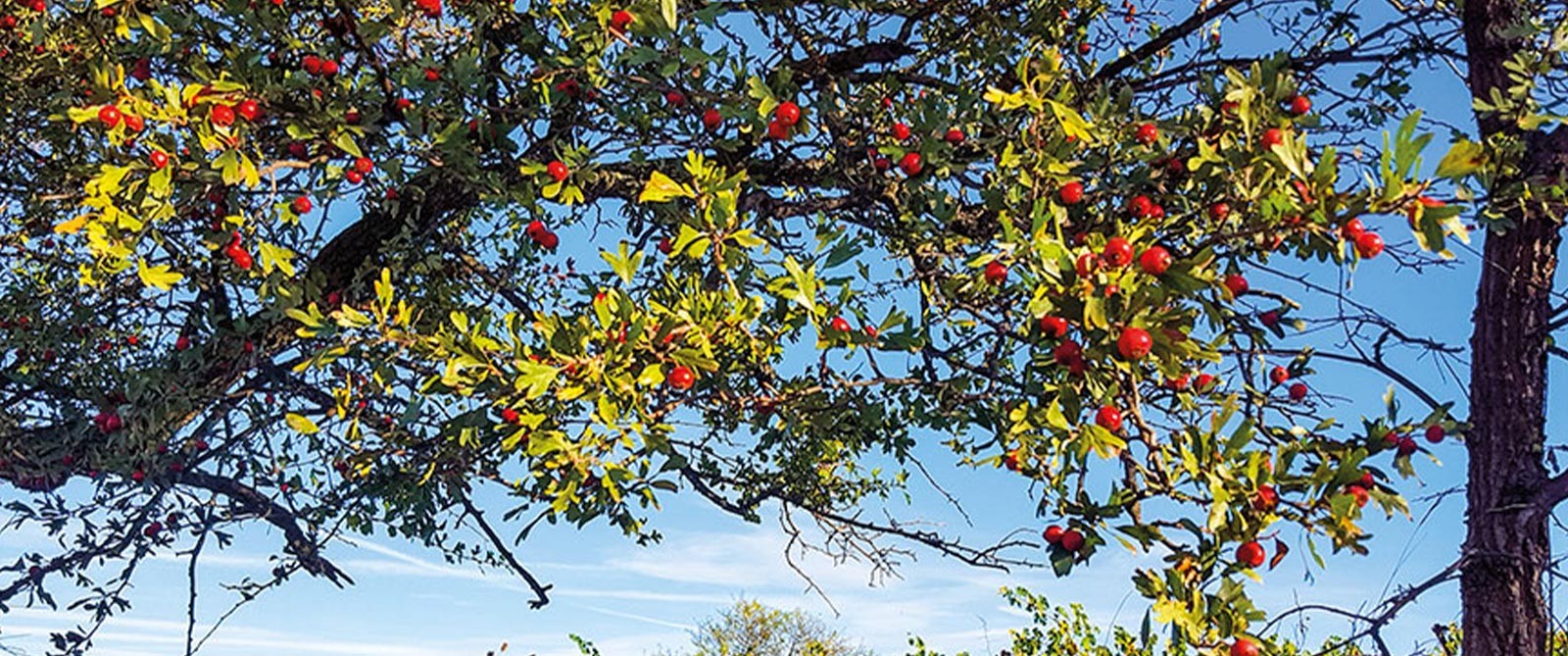  Le Nez dans le Verre